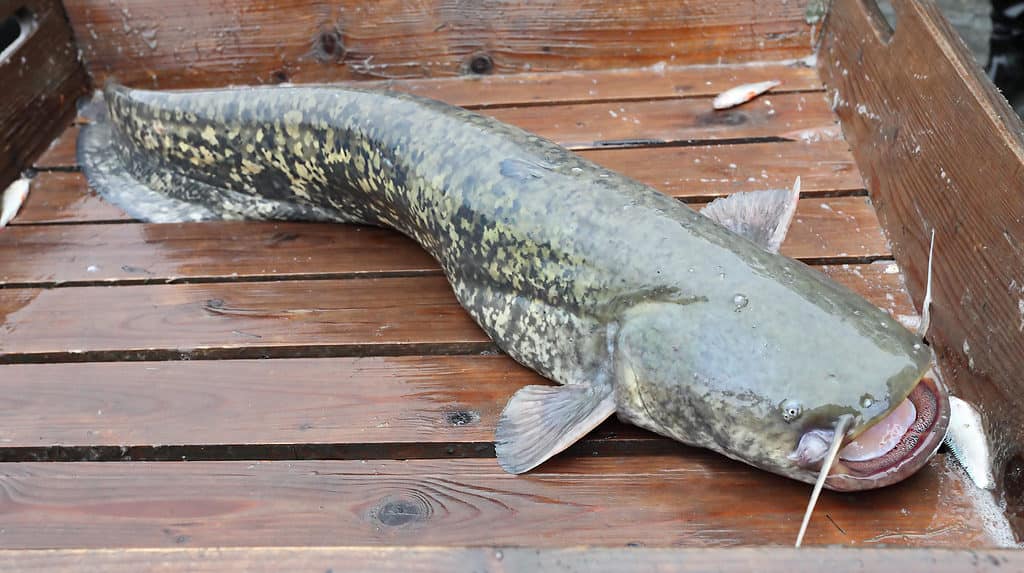 Amur Catfish