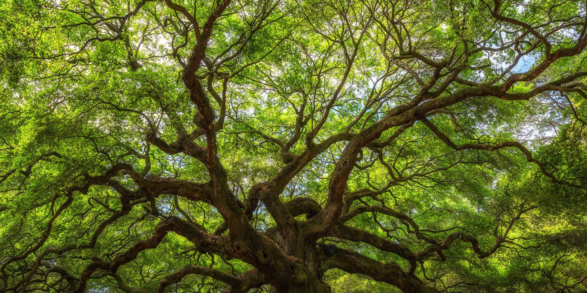 Discover The Oldest Tree In South Carolina A Z Animals   Angel Oak 2048x1024 