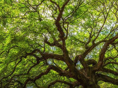 A 11 Reasons to Avoid Planting an Oak Tree in Your Yard