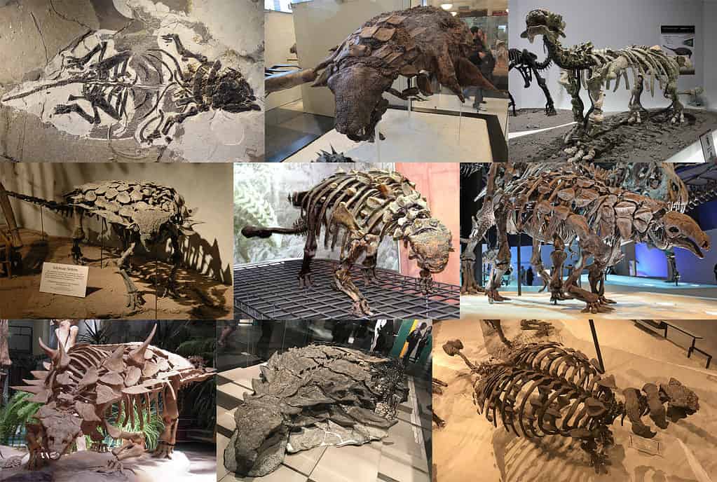Collage of nine ankylosaurs