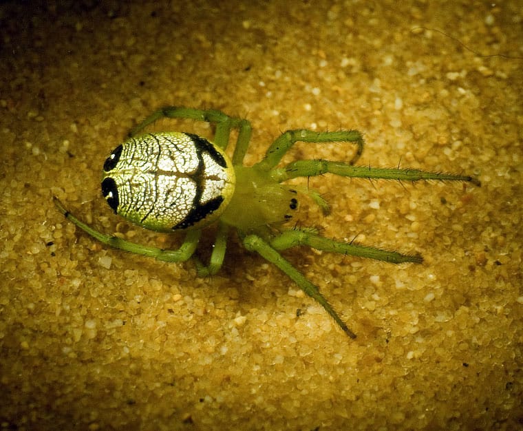 Alien Butt Spider