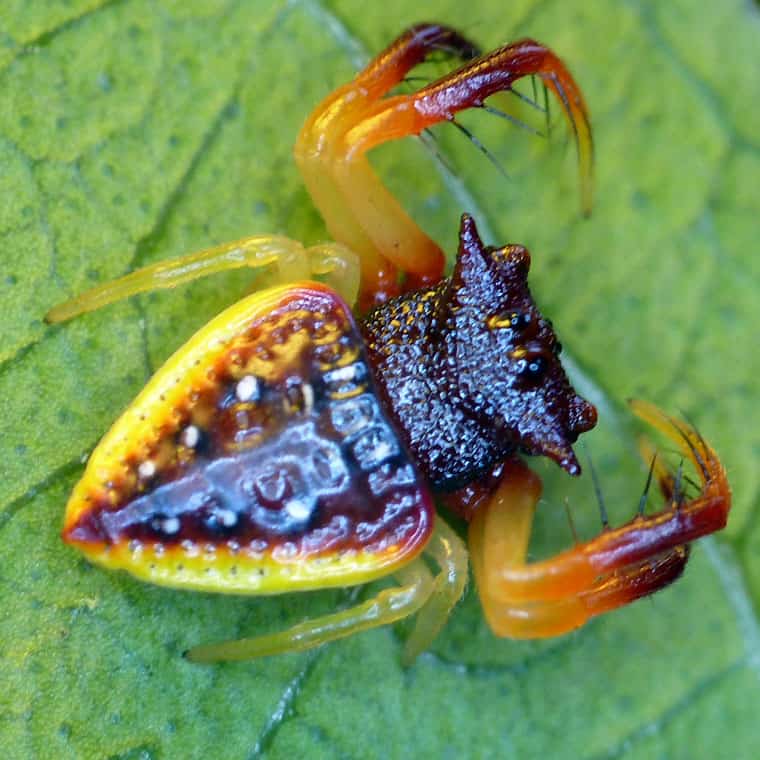 Horned Triangular Spider