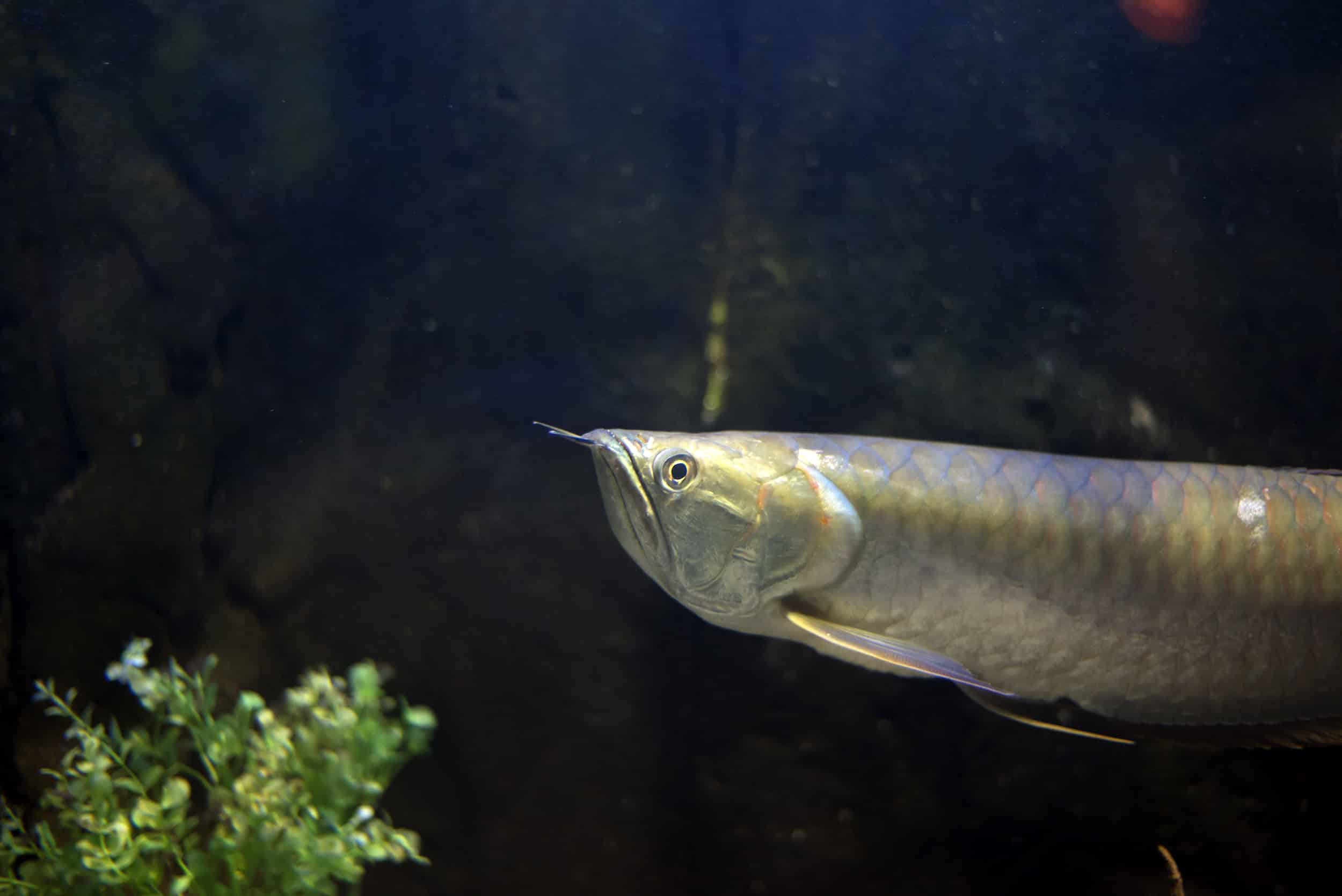 Arowana