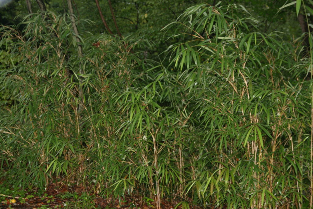 River cane, Arundinaria gigantea