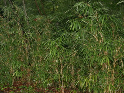 A Bamboo In Louisiana