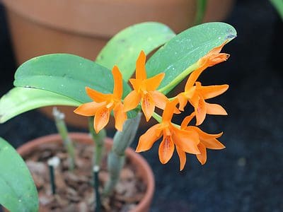A 3 Types of Orange Orchids