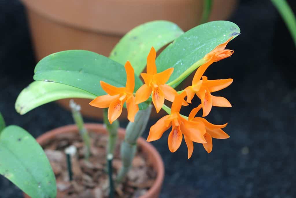 Orange guarianthe orchid