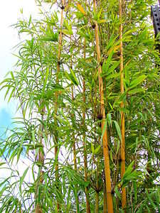 Bamboo in Oklahoma Picture