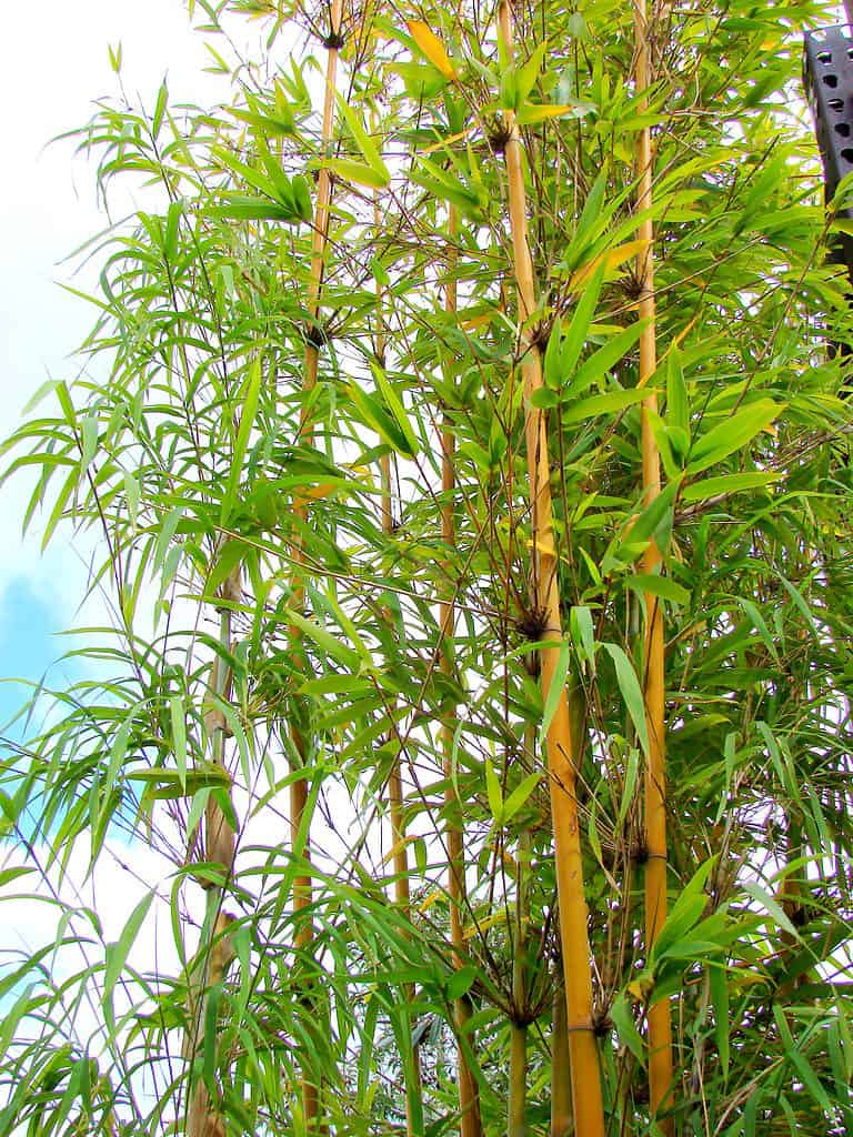 Weaver’s Bamboo