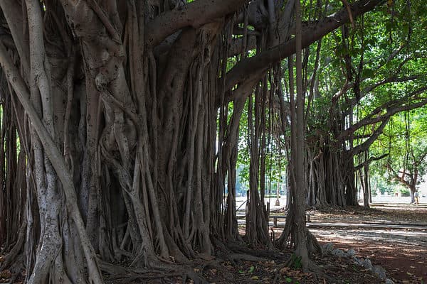 A Banyan tree is a type of fig tree that is native to India and Southeast Asia. They are known for their distinctive aerial roots which grow from the branches and eventually reach the ground, where they take root and grow into new trunks.