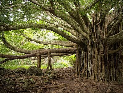 A How Big Is the World’s Largest Banyan Tree?