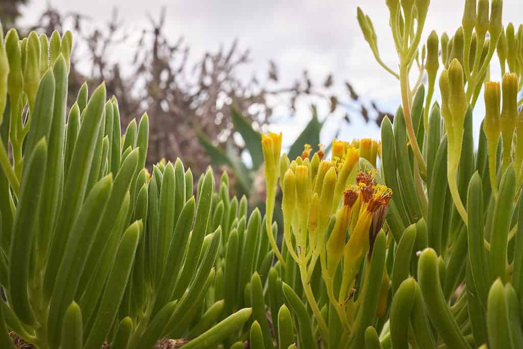 Senecio Barbertonicus succulent