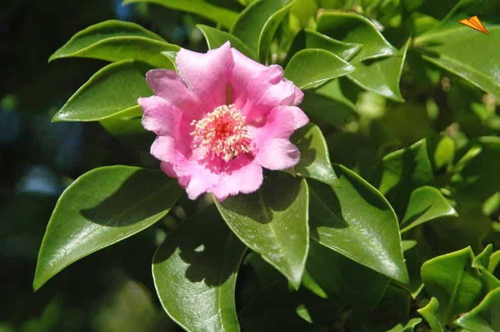 Hoa hồng Bayahibe