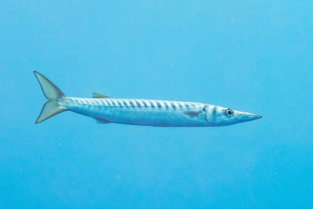 Bicuda