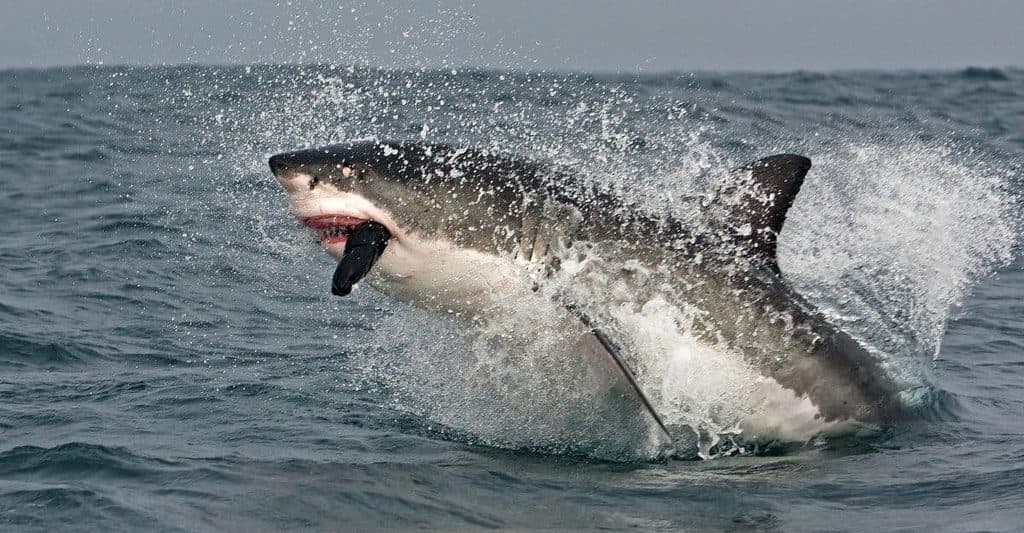 Great white sharks can reach 20 feet long.