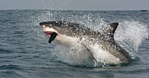 Why Great White Sharks Detect Electric Fields And How It Makes Them Such Vicious Hunters Picture