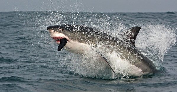 White Shark - A-Z Animals