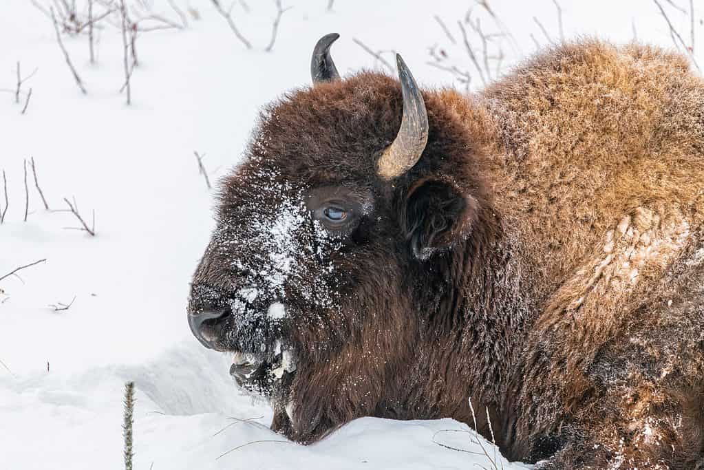 Bison