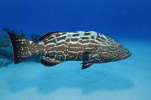 Discover the Largest Black Grouper Ever Caught in Florida Picture