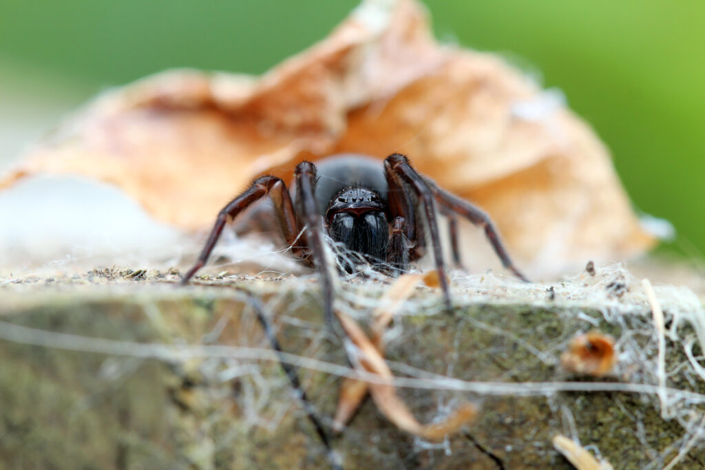 Black Lace Weaver Spider