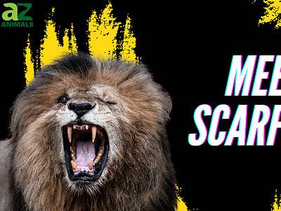A Meet ‘Scarface’ — The Most Notorious Lion to Ever Rule the Jungle