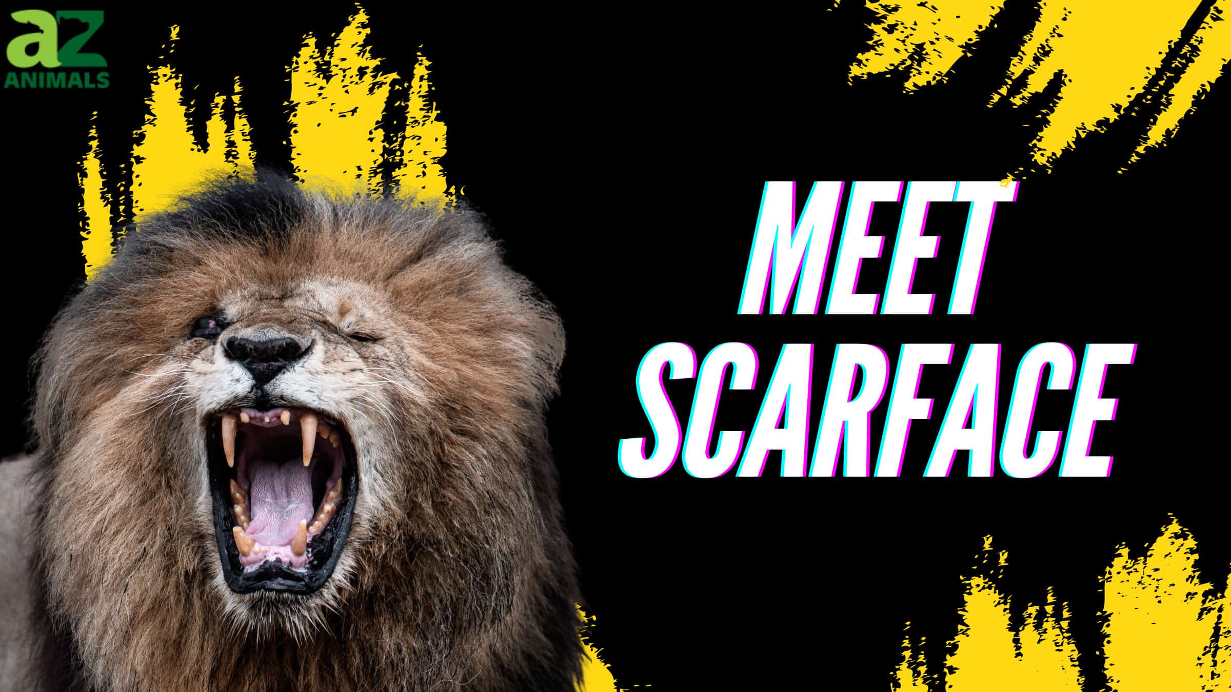 Scarface the Lion