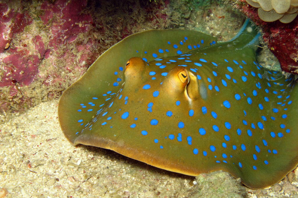 Blue Spotted Stingray