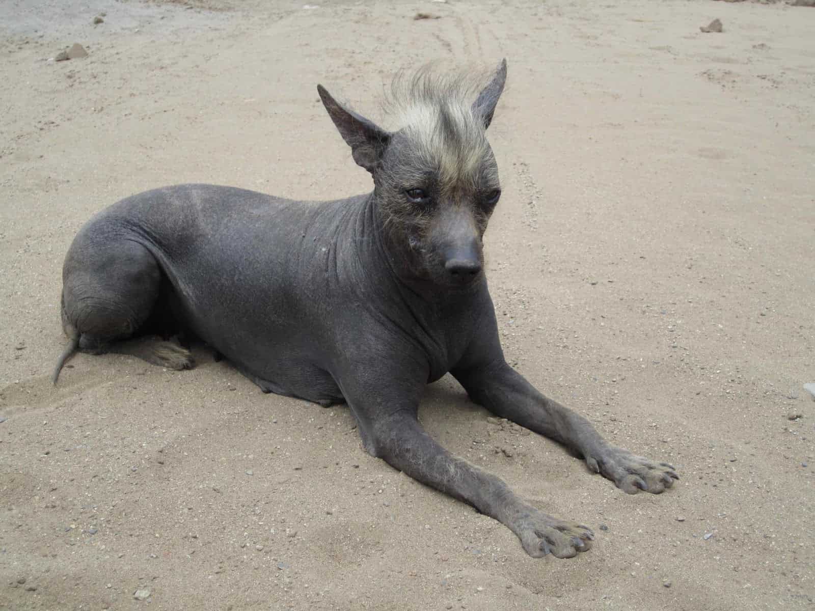 Hairless khala can have short or long legs, and is a docile animal.