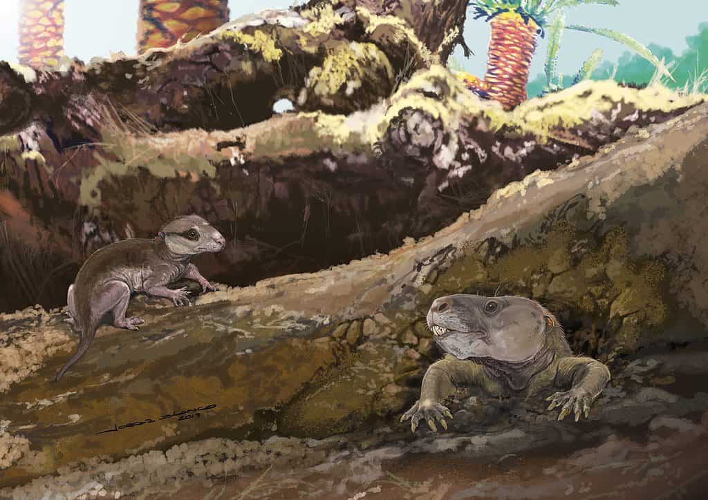 Brasilodon quadrangularis is the oldest mammal discovered