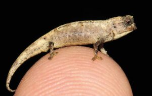 New Nano Chameleon Is the Size of a Sunflower Seed photo