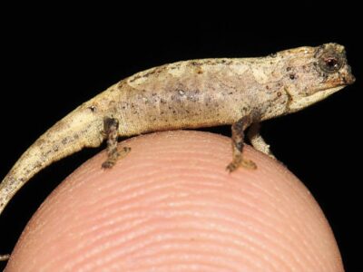 A New Nano Chameleon Is the Size of a Sunflower Seed