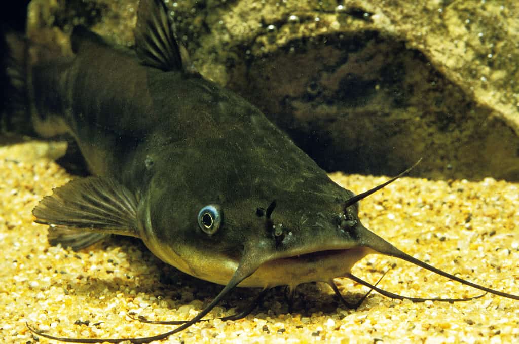 A large Brown Bullhead Catfish.