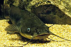Discover the Largest Bullhead Catfish Ever Caught in Idaho Picture