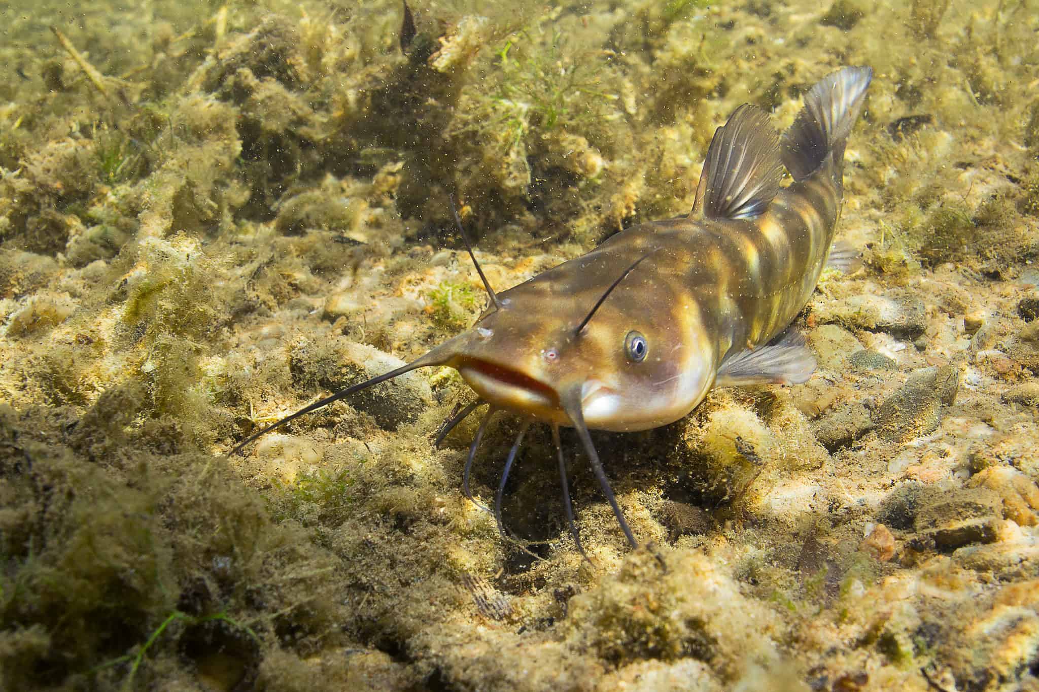 Discover the Largest Bullhead Catfish Ever Caught in Idaho - A-Z Animals