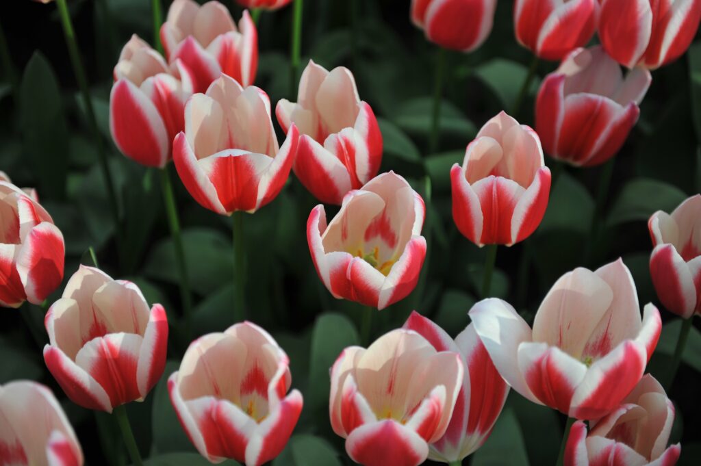 Candy Apple Delight Tulip