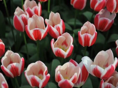 A 14 Types of Tulips for a Beautiful Spring