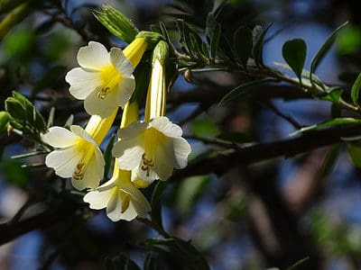 A Discover The National Flower of Peru: Cantua Buxifolia