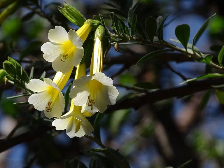Cantua buxifolia
