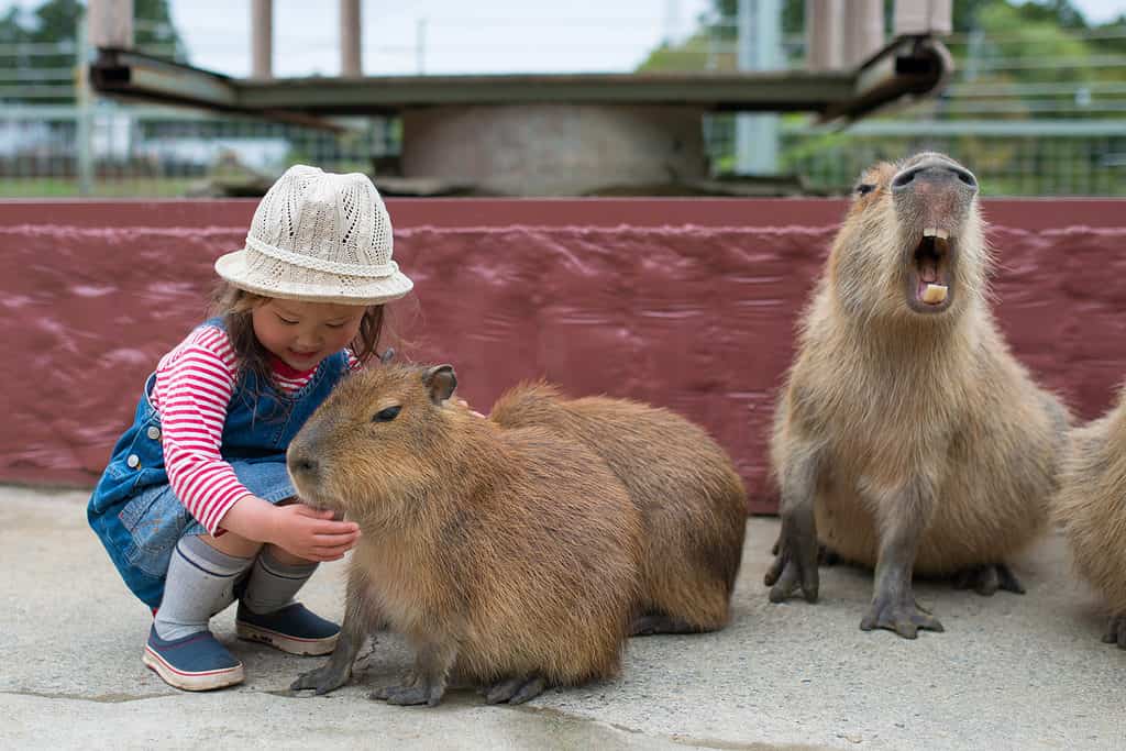 Capybara dangerous