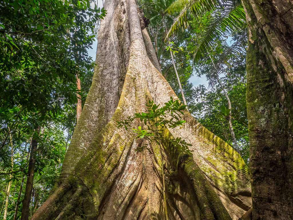 Ceiba Tree