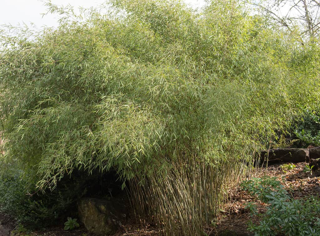 Chinese Dwarf Bamboo