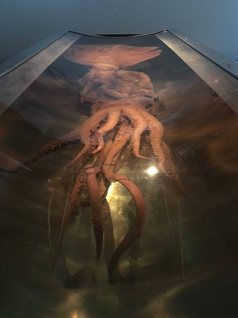 Colossal squid 