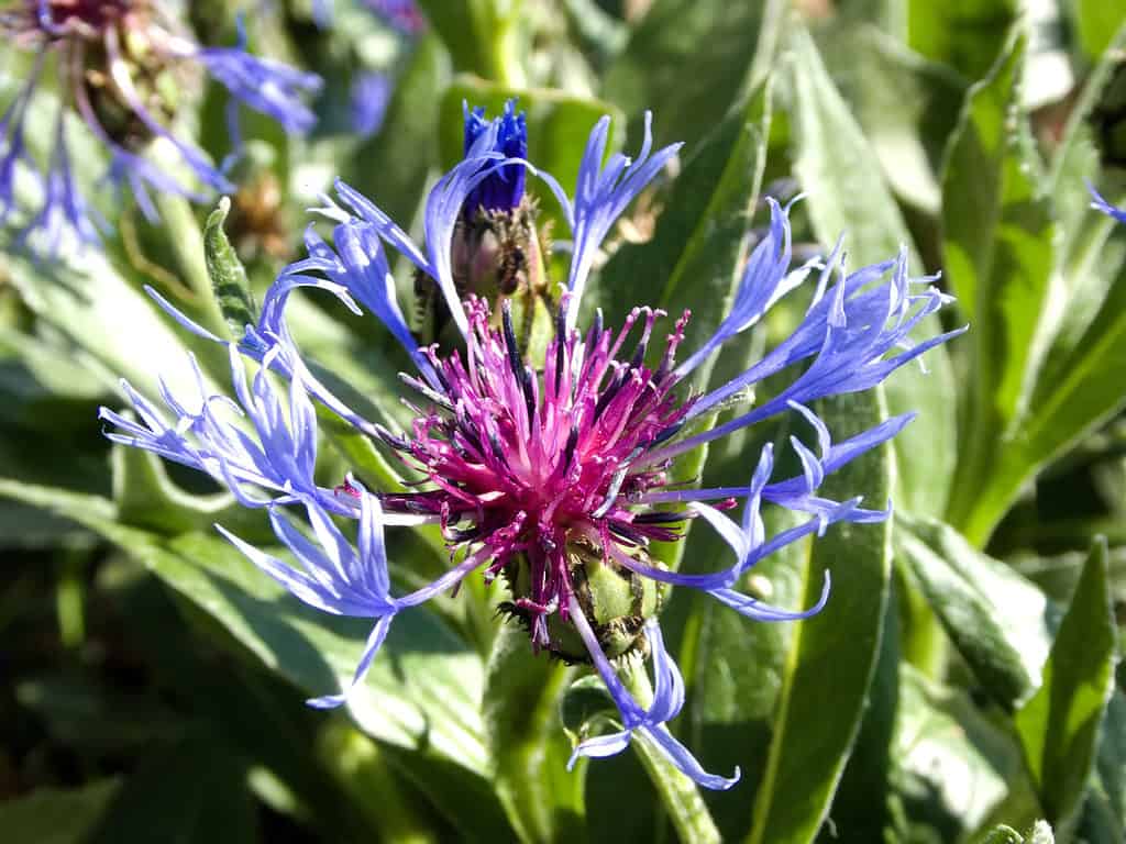 Cornflower