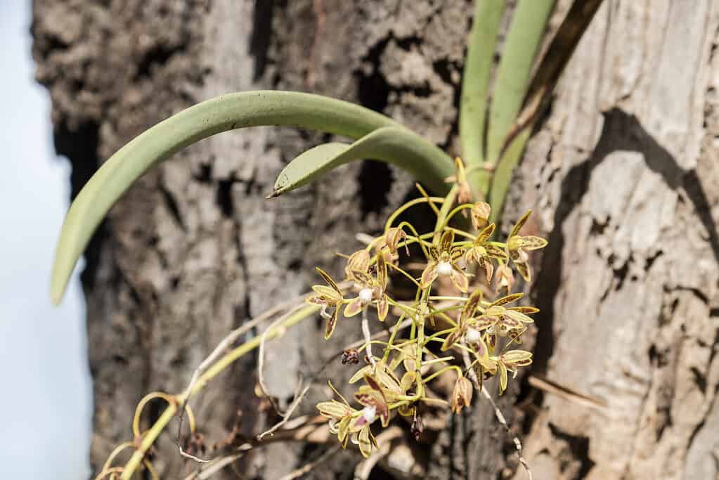 Cymbidium canaliculatum var. sparkesii