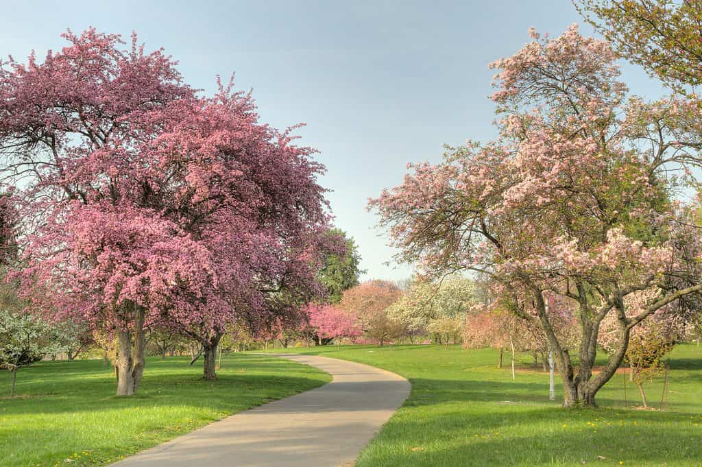 Miss Pink Blossom Garden