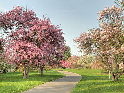 A The 25 Top Flowering Trees for a Gorgeous Spring Bloom