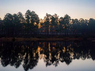 A Discover the Largest Forest in Mississippi (And What Lives Within It)