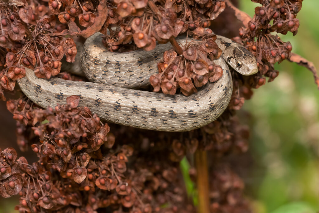 DeKay’s Brown Snake