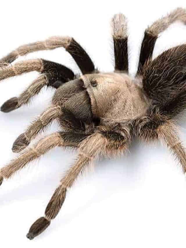 Discover The Top Five Largest, Most Dangerous Spiders In Nevada - AZ