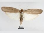 Sugarcane borer